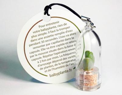 Babyplante Babyplante