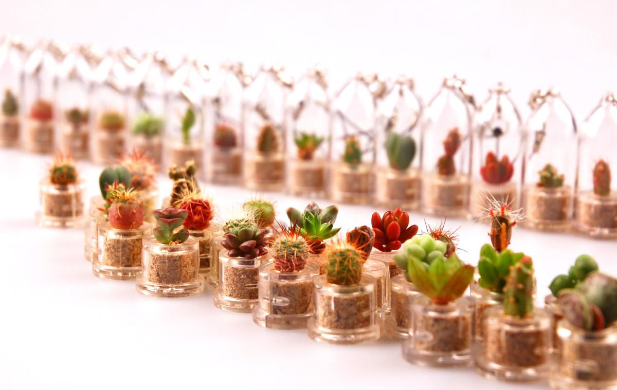 babyplante petite plante mini cactus photo de groupe