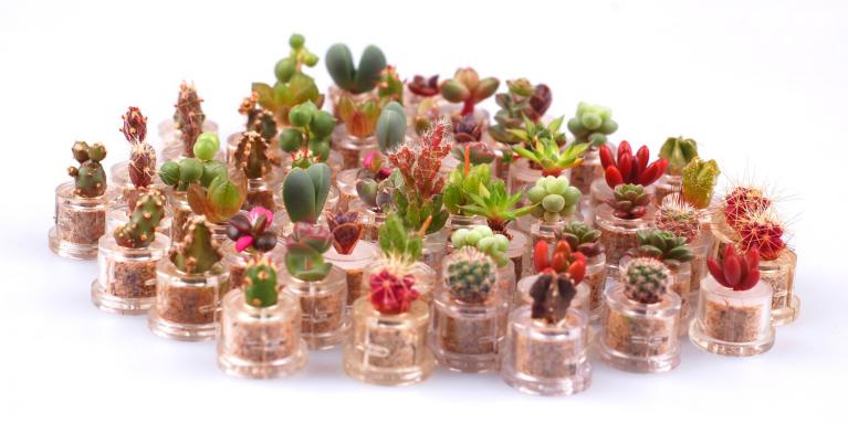 Sélection de babyplantes, la véritable mini plante cactus de poche